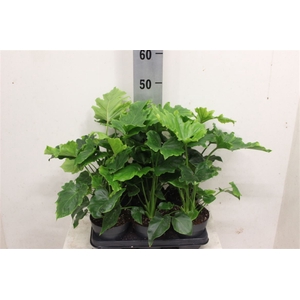 Philodendron