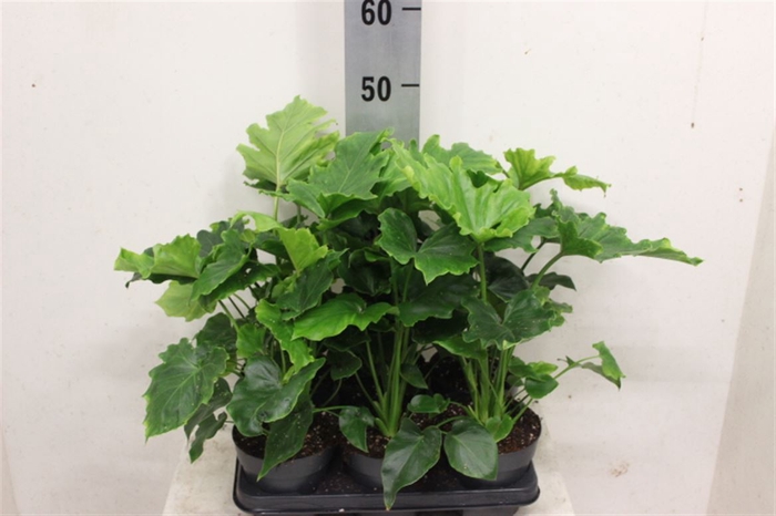 <h4>Philodendron</h4>