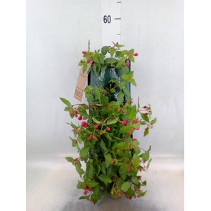 Perkplanten   ...sorted   [Bedding]