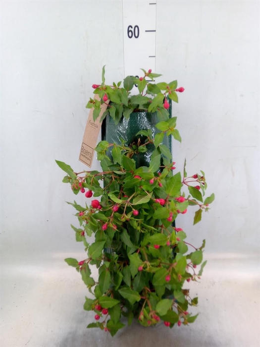 <h4>Perkplanten   ...sorted   [Bedding]</h4>