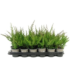 Juniperus Prince of Wales