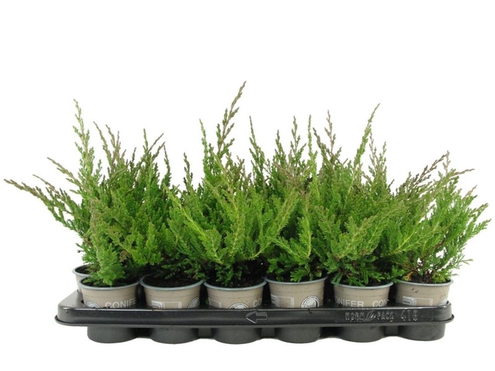 <h4>Juniperus Prince of Wales</h4>