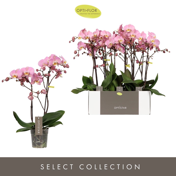 <h4>Phalaenopsis Padova</h4>