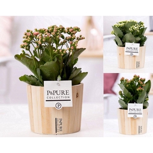 Kalanchoe mix in P&PURE Wood 5