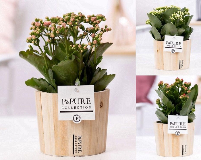 <h4>Kalanchoe mix in P&PURE Wood 5</h4>