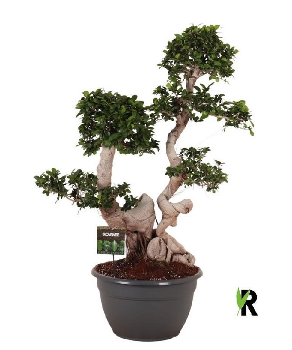 <h4>Ficus Mi Ginseng vertakt</h4>