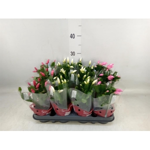 Schlumbergera   ...mix 3