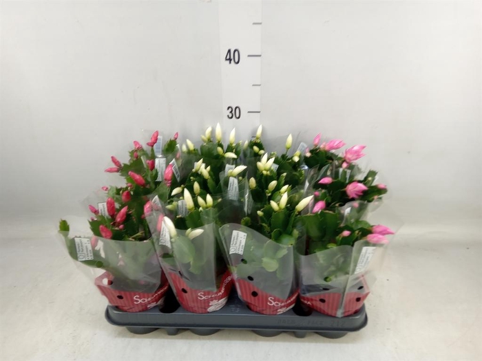 <h4>Schlumbergera   ...mix 3</h4>