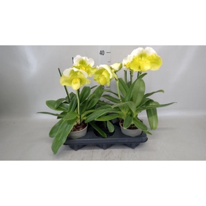 Paphiopedilum  'Amerikaanse hybrid'