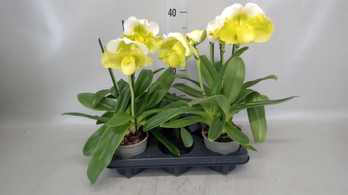 <h4>Paphiopedilum  'Amerikaanse hybrid'</h4>