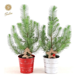 Pinus pinea 'Silver Crest' P10,5 in Zinc X-mas Duo + Deco - Tree/Star