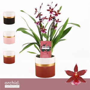 Barrocco Red, 2-spike Compact in Dolomite Horizon 'Orchid Collection'