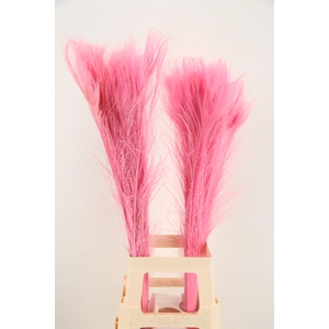 Feather Peacock L.Pink 90cm