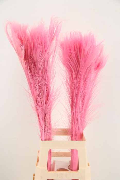 <h4>Feather Peacock L.Pink 90cm</h4>