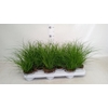 Carex brunnea
