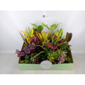 Planten  ..mix