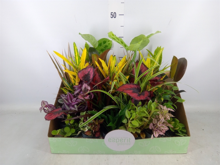 <h4>Planten  ..mix</h4>