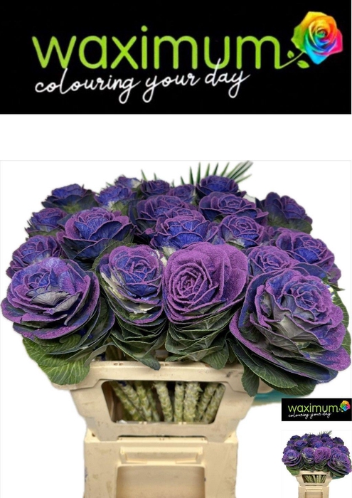 <h4>BRASS KLB H%</h4>