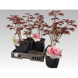 PAEONIA L GEM