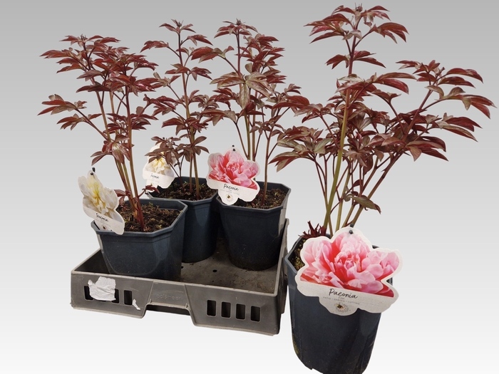 <h4>PAEONIA L GEM</h4>