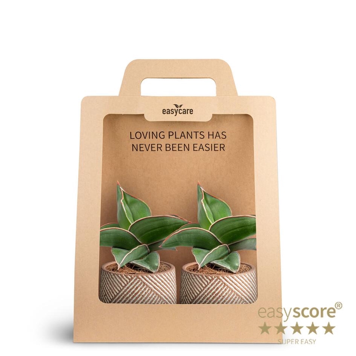<h4>2-Pack Grove, Samurai P7</h4>