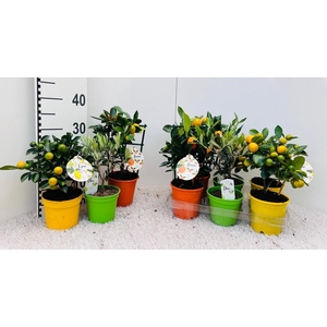 Algarve Mix Citrus & Olea rack/stem