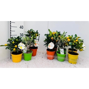 Algarve Mix Citrus & Olea rack/stem