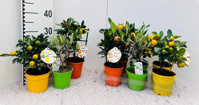 <h4>Algarve Mix Citrus & Olea rack/stem</h4>