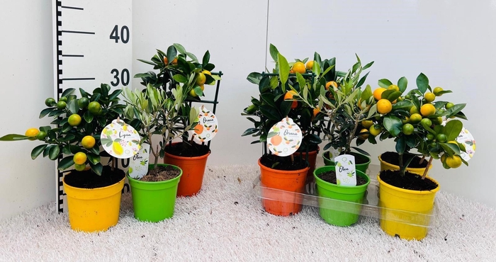 <h4>Algarve Mix Citrus & Olea rack/stem</h4>