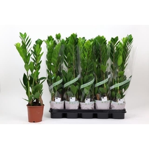 ZAMIO ZAMIIFOLIA