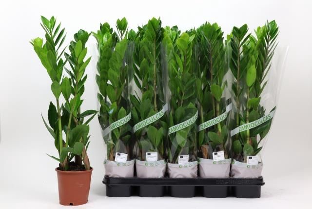 <h4>ZAMIO ZAMIIFOLIA</h4>