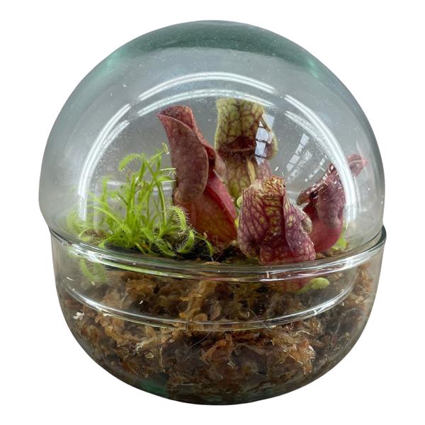 <h4>Vleesetende planten in 2-delig terrarium bol klein</h4>