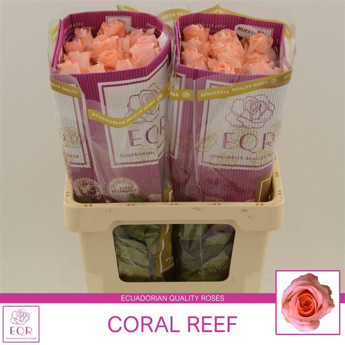 <h4>Rosa gr Coral Reef</h4>