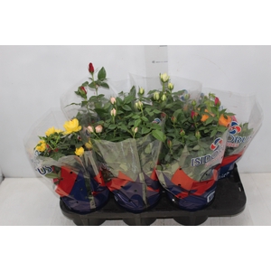 ROSEIRA MINI P15