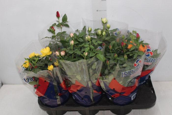 <h4>ROSEIRA MINI P15</h4>