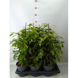 Ficus benja. 'Anastasia'