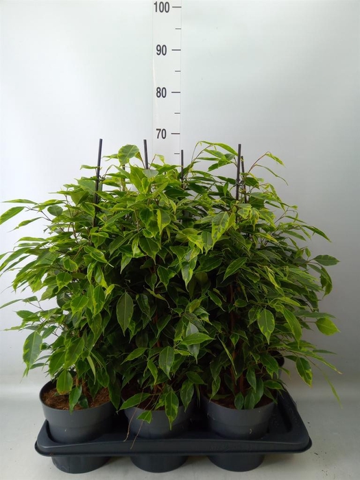 <h4>Ficus benja. 'Anastasia'</h4>