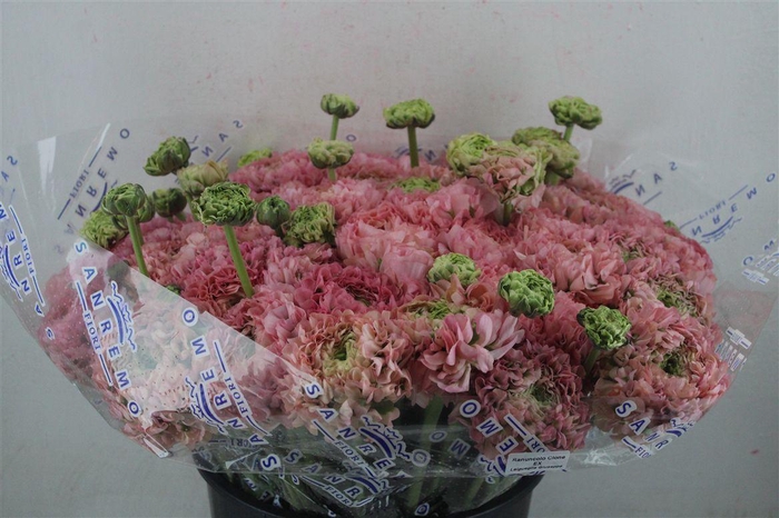 <h4>Ran Ponpon Sup Luna</h4>