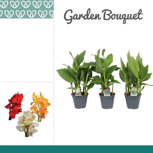 Canna Mix Zonder Bloem