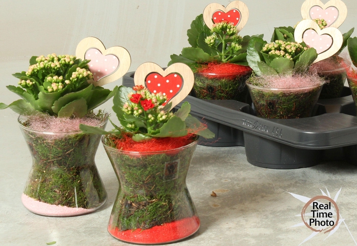 <h4>ARR KAMERPL</h4>