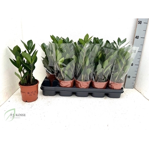 ZAMIO ZAMIIFOLIA