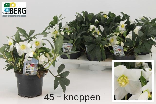 <h4>Hell N Hilda P15</h4>