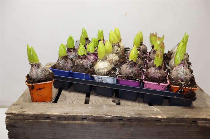 <h4>arr8 Hyacin Gem 5 Kl</h4>