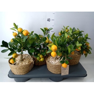 Arr.   Tuinplanten H%