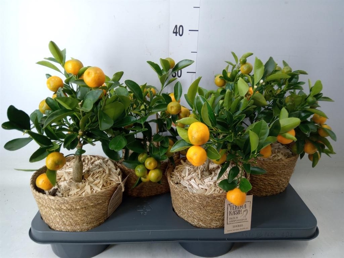 <h4>Arr.   Tuinplanten H%</h4>