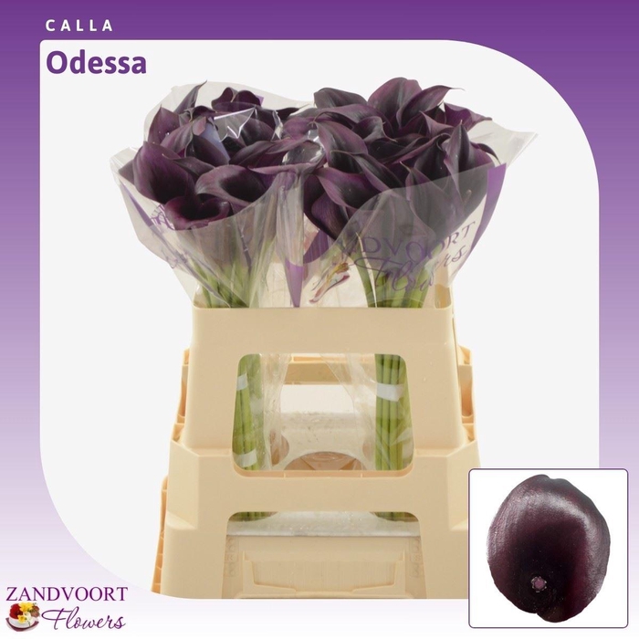 <h4>Calla Odessa</h4>