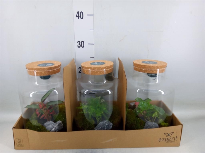 <h4>Arr.    Planten  H%</h4>