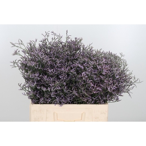 Limon Safora Lilac