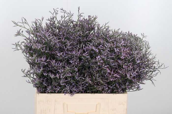 <h4>Limon Safora Lilac</h4>