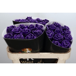 Wax-Rozen Wax Paars w8